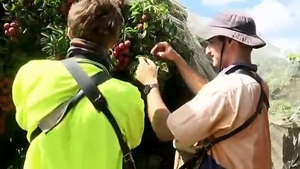 Labor shortages forcing Queensland farmers to attract local workers