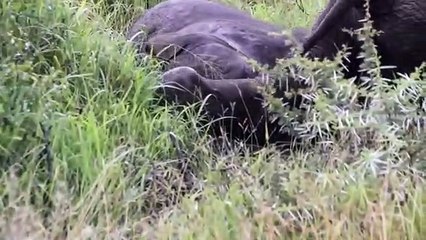 Playful elephants  drunk on marula fruit