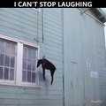 Can not stop laughing || Dog and men amazing funny vedio.