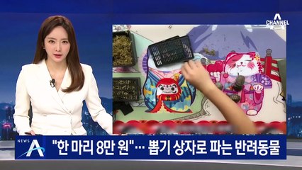 “한 마리 8만 원”…中, 뽑기 상자로 반려동물 판매