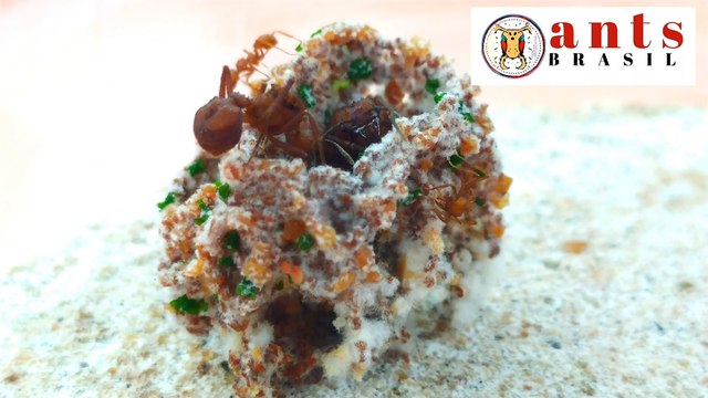 Colônia de formigas Com duas formigas rainha
