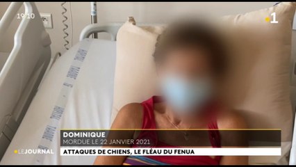 Attaques de chiens : le fléau du fenua