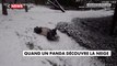 Etats-Unis : un panda découvre la neige