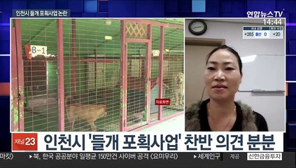 인천시 '1마리 50만원' 들개 포획사업…시민단체 반발