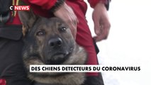 Covid-19 : des chiens pour détecter le virus