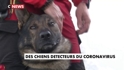 Covid-19 : des chiens pour détecter le virus