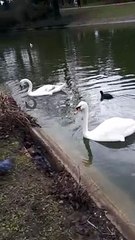 Les cygnes au lac Daumesnil