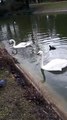 Les cygnes au lac Daumesnil
