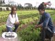 Taste Buddies: Get to know the organic farming techniques of Gourmet Farms