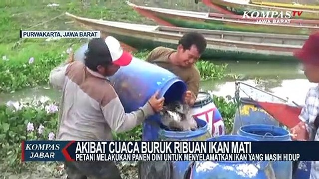 Ribuan Ikan di Danau Jatiluhur Mendadak Mati, Kenapa?