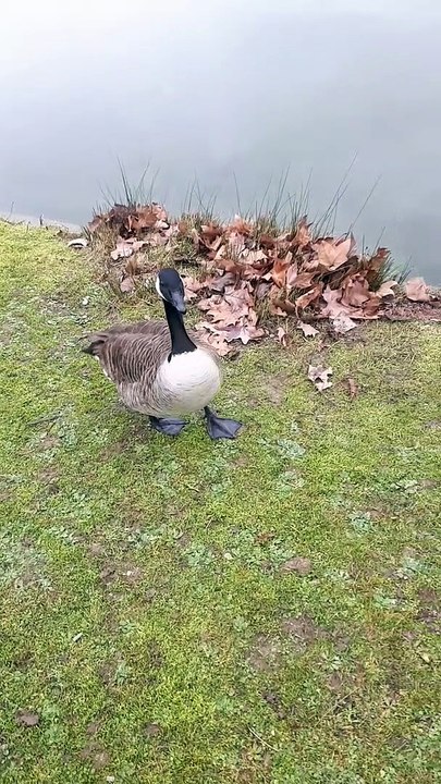 Les Bernaches du Canada