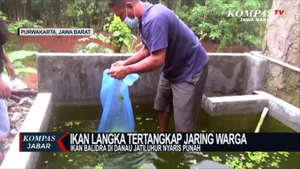 Warga Tangkap Ikan Langka di Purwakarta
