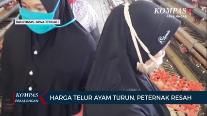 Harga Telur Ayam Turun, Pedagang Resah