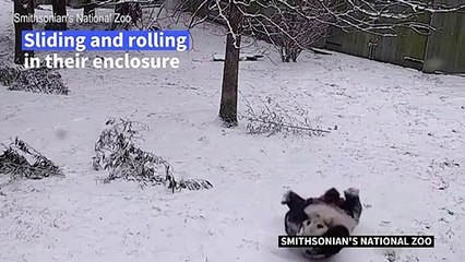 Pandas and residents play in snow-covered Washington