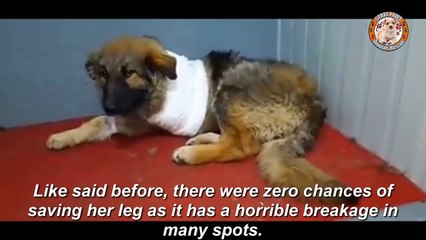 Rescue Poor Dog was Hit to Broken Leg and Left on the Snow Moutain in Pain by Monster Owner