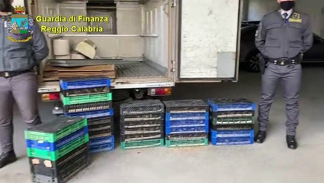 Villa San Giovanni Traffico illecito di specie protette