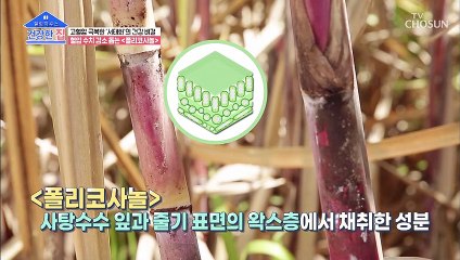 혈압 수치 감소에 도움을 주는 사탕수수 속 ❛이것❜ TV CHOSUN 20210201 방송