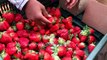 Garden strawberry farm in Maharashtra _ Fresh red strawberries at fruit market