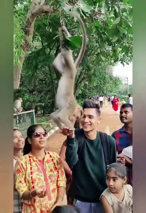 Monkey Funny TikTok video - It will make you laugh