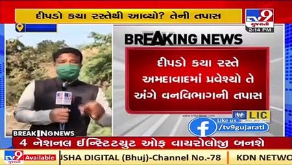 Ahmedabad_ Leopard killed in an accident on SG Highway _ TV9Gujaratinews