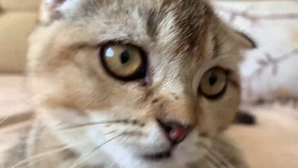 KEDİ SAHİPLENDİRİYORUZ __ YAVRU KEDİ İSİM TAVSİYESİ