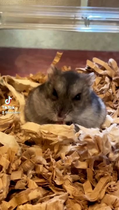 hamster