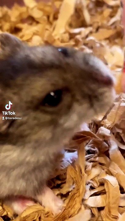 hamster