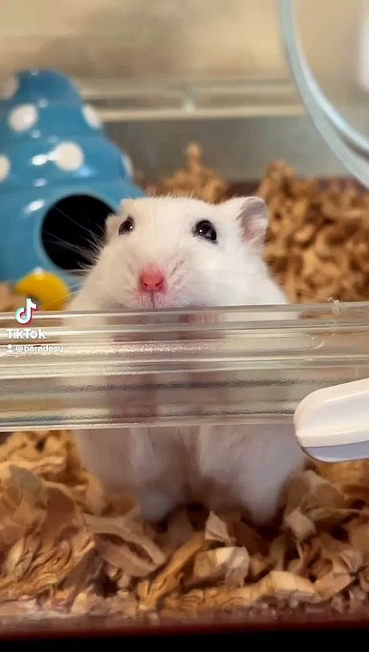 hamster