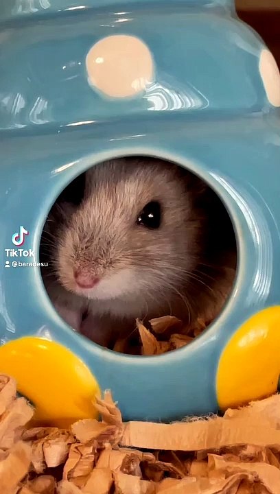 hamster