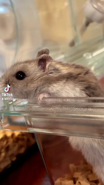 hamster