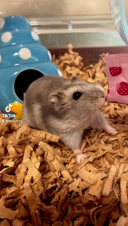 hamster