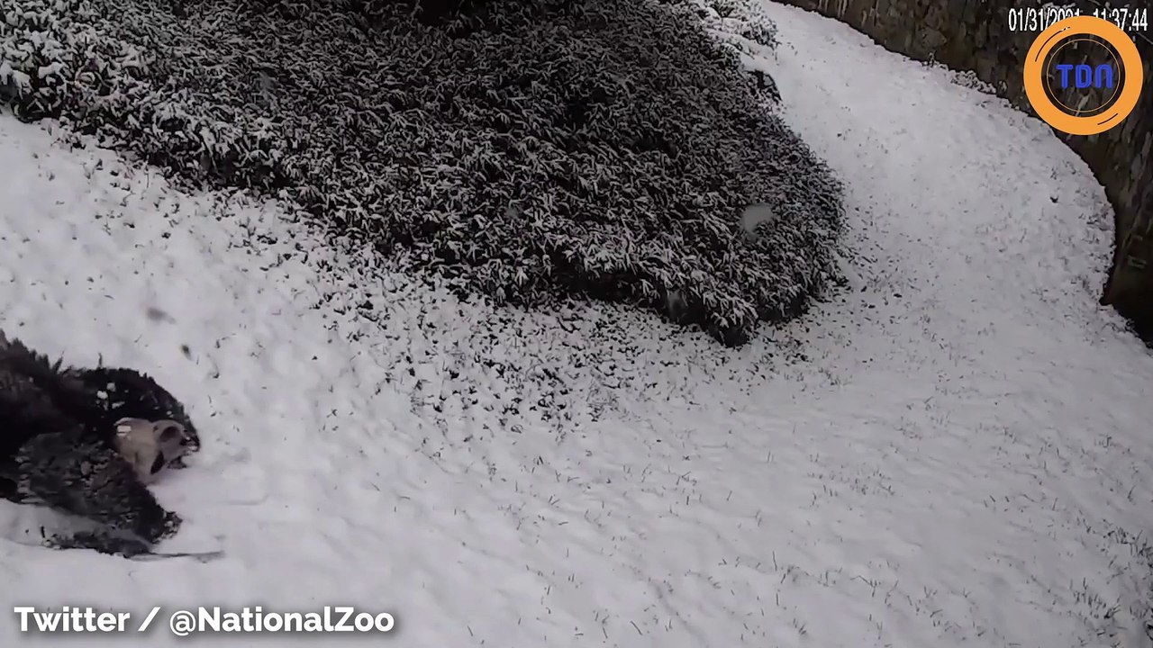 Vous allez adorer ce panda qui joue dans la neige !