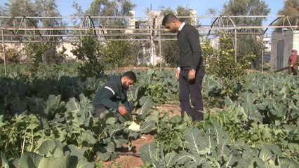 العودة إلى الأرض.. مبادرة للزراعة العضوية في قطاع غزة