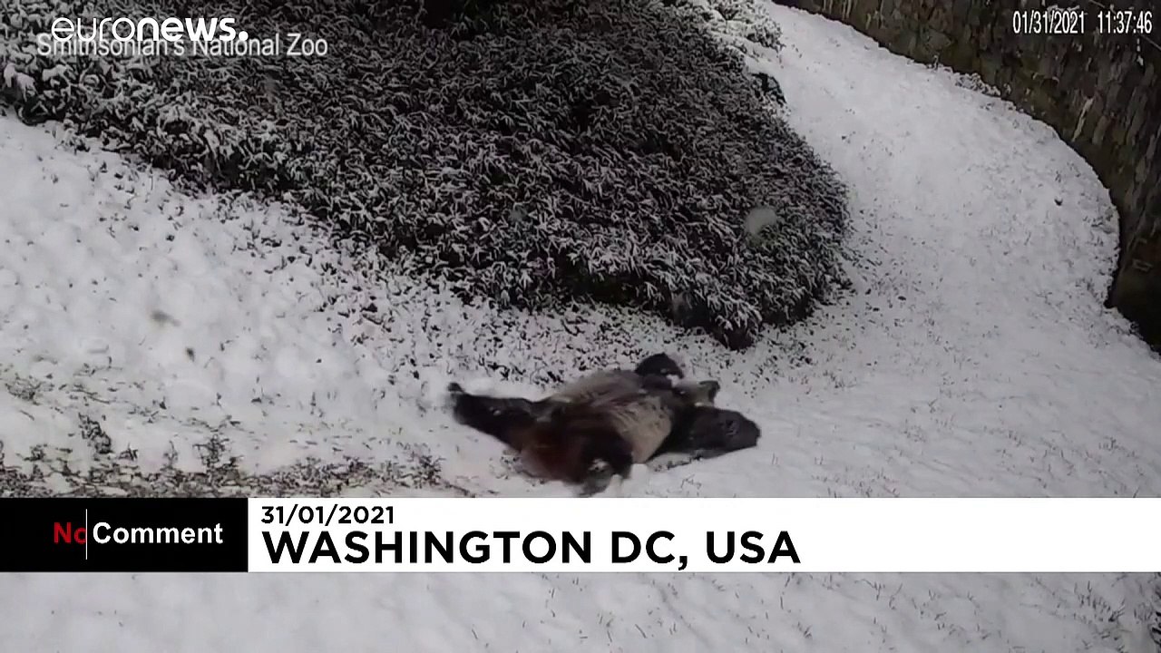 Giant Panda bears play in the snow as winter fall blankets US capital