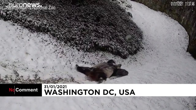 Giant Panda bears play in the snow as winter fall blankets US capital