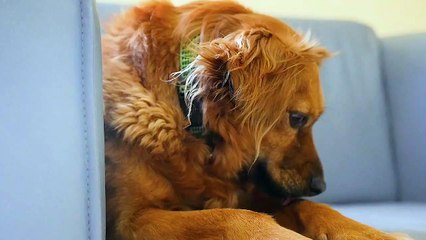 Most adorable dog in the world