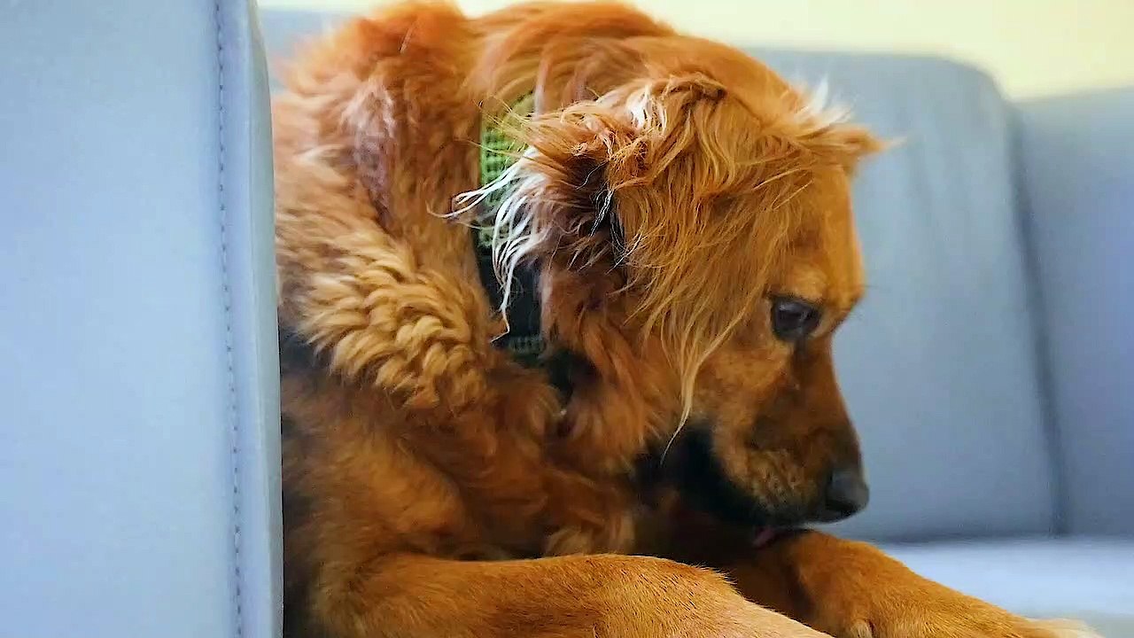 Most adorable dog in the world