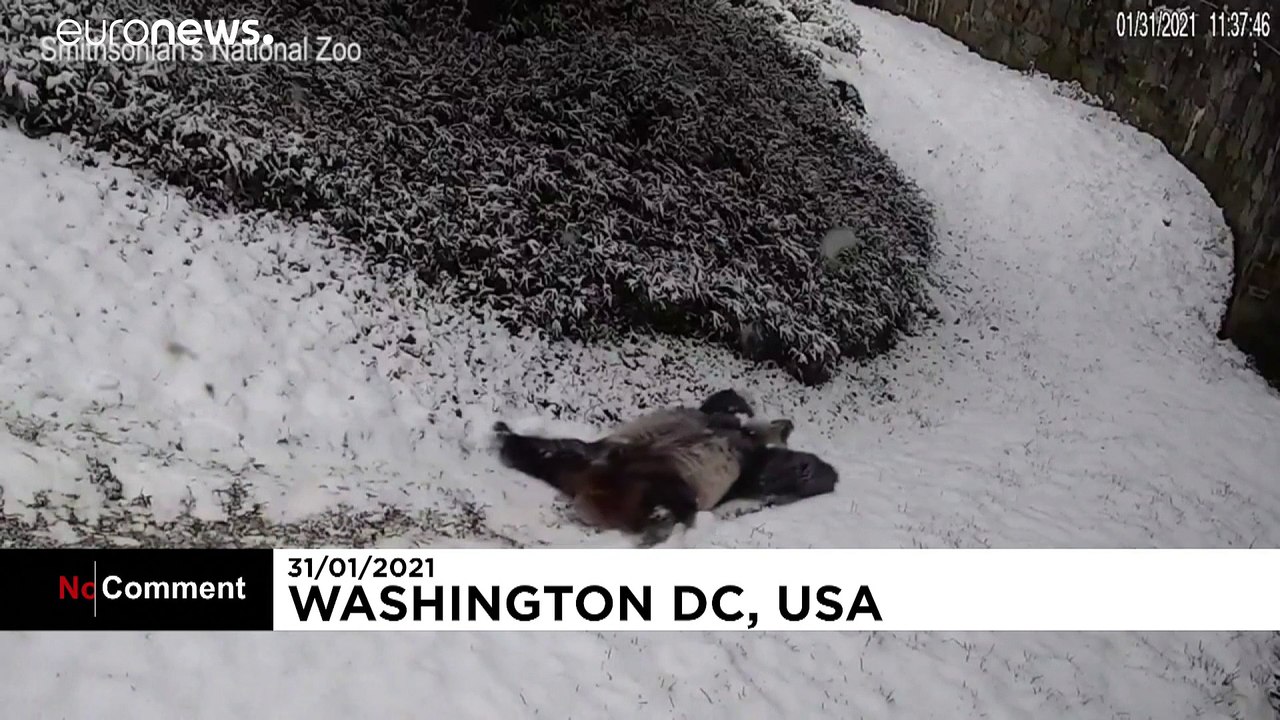 Dem Schnee sei Dank ! Viel Spaß auf der Panda-Rutsche