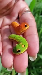 Swallowtail caterpillars mimicking snake heads 
