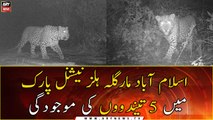 Presence of 5 leopards in Margalla Hills National Park, Islamabad