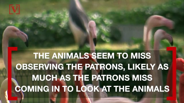 Zookeepers Say Animals Miss Zoo Visitors During Lockdown