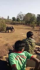 अचानक धान खरीदी केंद्र पहुंच गया जंगली हाथी, मच गया हड़कंप, देखिए Video