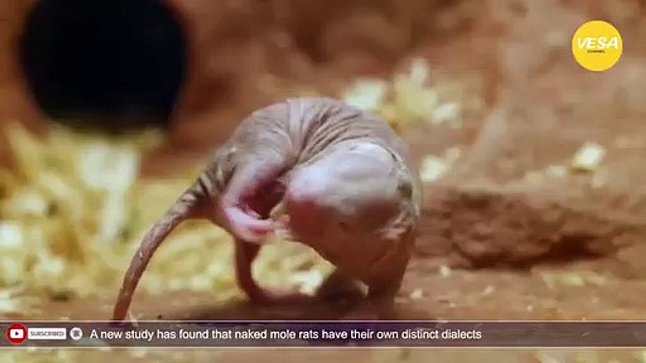 A new study has found that naked mole rats have their own distinct dialects