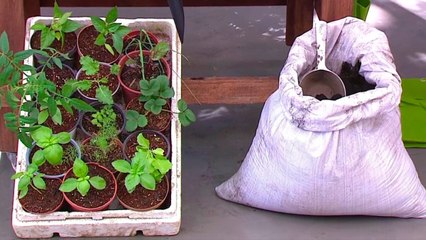 bd-huertas-caseras-para-adultos-mayores-010221