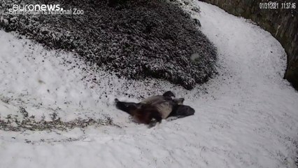 Pandas gigantes brincam na neve