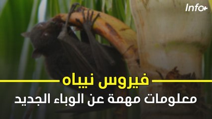 فيروس نيباه.. معلومات مهمة عن الوباء الجديد