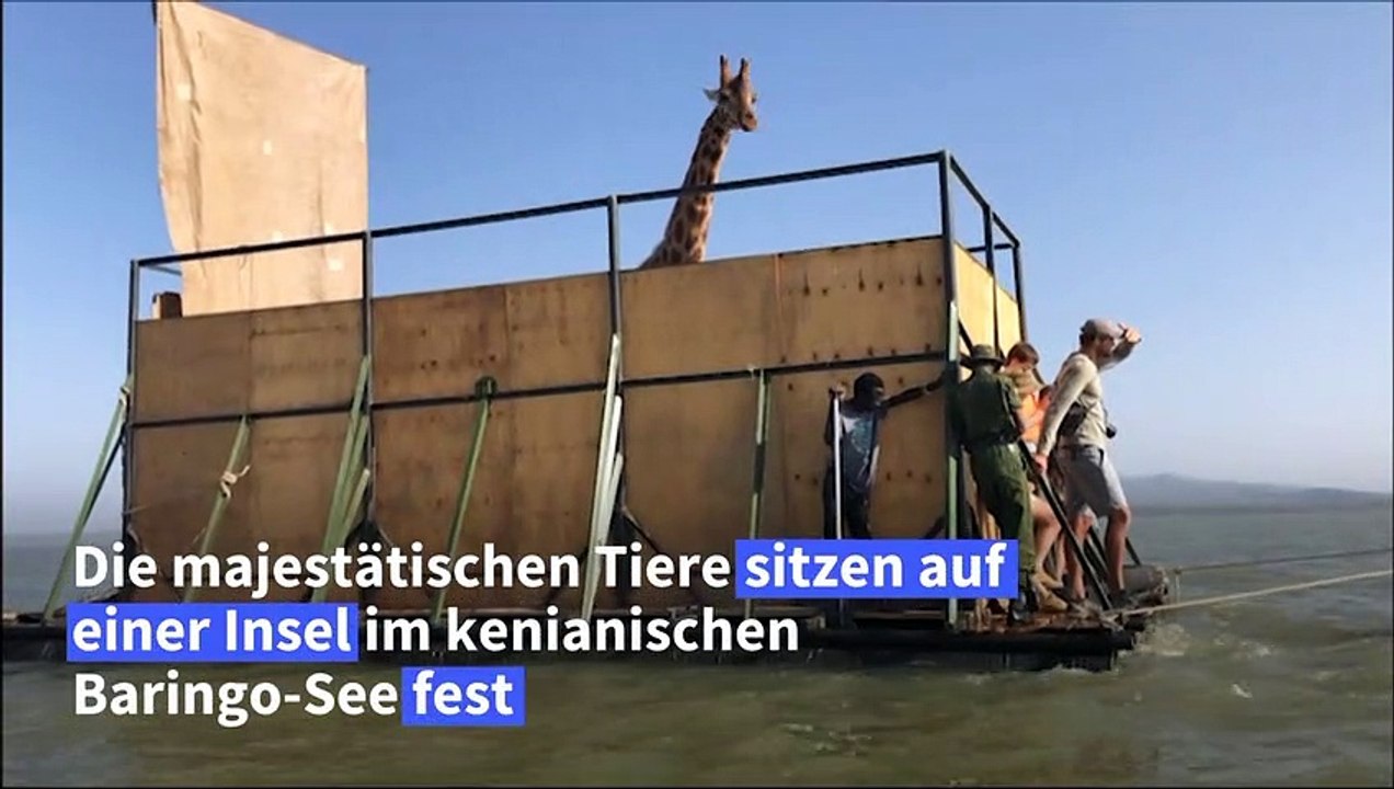 Wasser-Taxi für seltene Giraffen