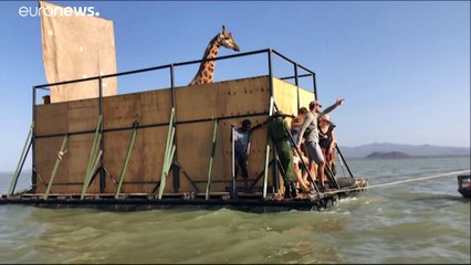 Mit Mangos an Bord gelockt: Rettung auf dem Giraffen-Floß