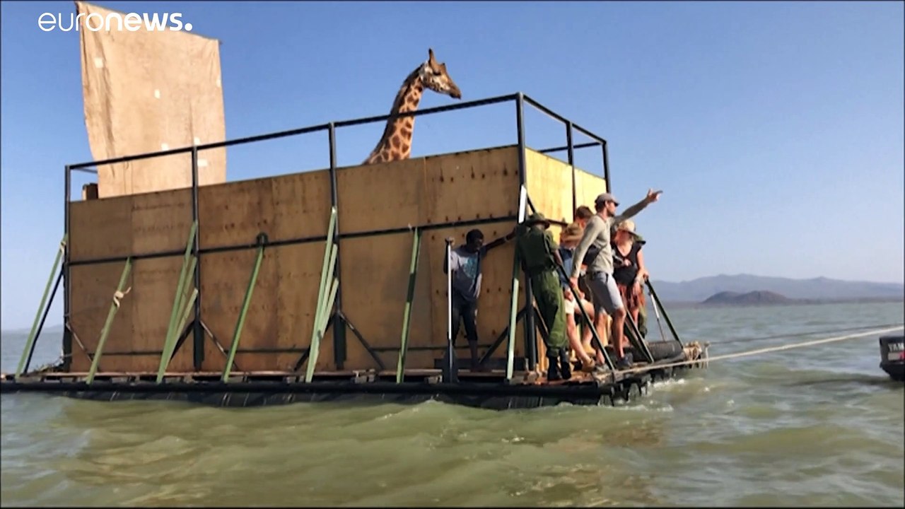 Mit Mangos an Bord gelockt: Rettung auf dem Giraffen-Floß