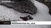 ABD'de pandalar kayarak karın keyfini çıkardı